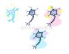 Filename=Neuron.jpg
Filesize=45KiB
Dimensions=641x500
Date added=Mar 27, 2012 Neuron.jpg